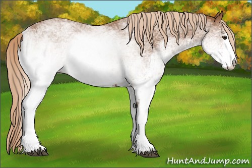Horse Color:White Spotted Chestnut 