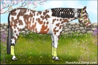 Horse Color:Brown Tobiano Appaloosa