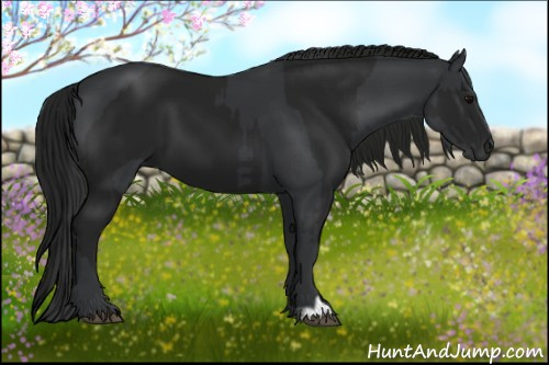 Horse Color:Black and Gray Black