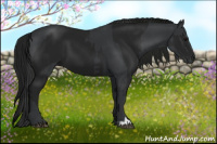 Horse Color:Black and Gray Black