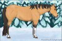 Horse Color:Unknown 