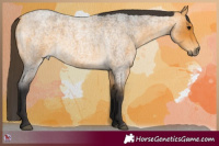 Horse Color:Buckskin Roan 