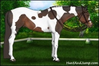 Horse Color:Liver Chestnut Tobiano 