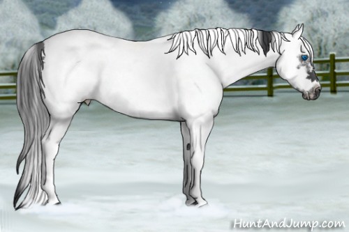 Horse Color:White Spotted Blue Roan Splash Frame 
