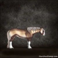 Horse Color:Silver Brown Onyx Rabicano 