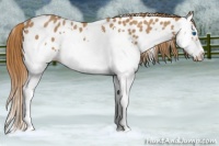 Horse Color:Red Roan Splash Frame Appaloosa 