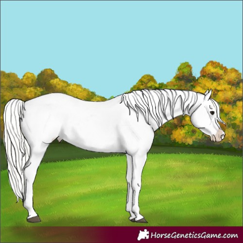 Horse Color:Silver Grullo Appaloosa 