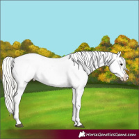 Horse Color:Silver Grullo Appaloosa