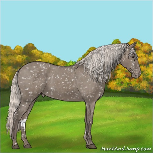 Horse Color:Silver Grullo Appaloosa 