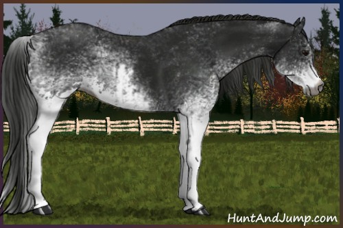 Horse Color:Gray White Spotted Black  and Gray White Spotted Smoky Black 