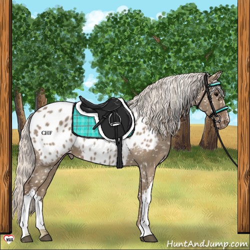 Horse Color:Silver Grullo Appaloosa 