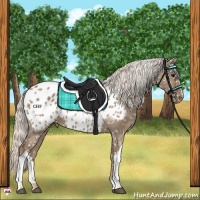 Horse Color:Silver Grullo Appaloosa 