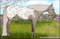 Horse Color:Silver Grullo Appaloosa 