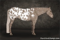 Horse Color:Silver Grullo Appaloosa 