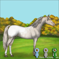 Horse Color:Gray Silver Grullo Pearl Appaloosa 