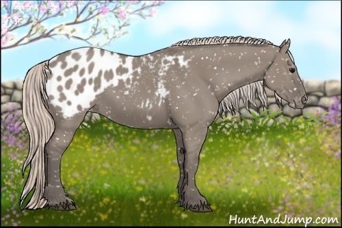 Horse Color:Silver Grullo Appaloosa 