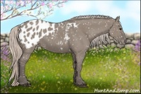 Horse Color:Silver Grullo Appaloosa 