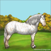 Horse Color:Silver Grullo Pearl Near Leopard 