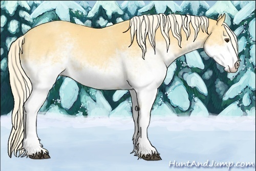 Horse Color:White Spotted Palomino 