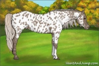 Horse Color:Silver Grullo Appaloosa 
