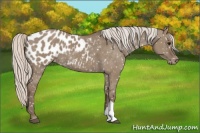 Horse Color:Silver Grullo Appaloosa 