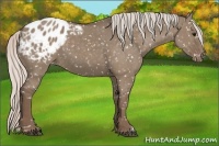 Horse Color:Silver Grullo Appaloosa 