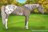 Horse Color:Silver Grullo Appaloosa 