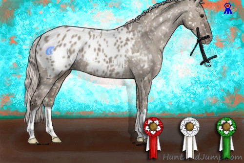 Horse Color:Silver Grullo Appaloosa 