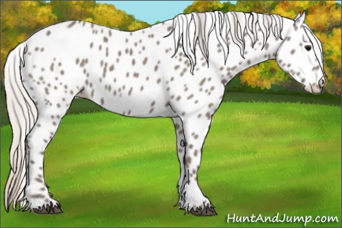 Horse Color:Silver Grullo Appaloosa 
