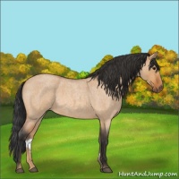 Horse Color:Bay Roan Dun 