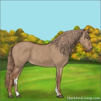 Horse Color:Red Dun 