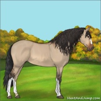 Horse Color:Bay Dun 