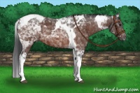 Horse Color:Bay Tobiano 
