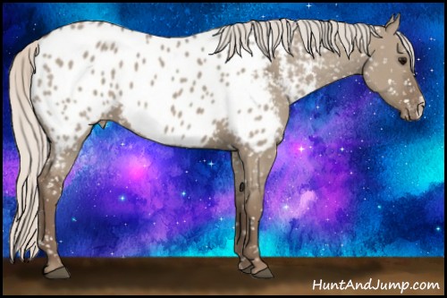 Horse Color:Silver Grullo Near Leopard 