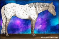 Horse Color:Silver Grullo Near Leopard 