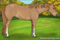 Horse Color:Chestnut  and Chestnut 