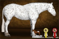 Horse Color:Silver Grullo Near Leopard 