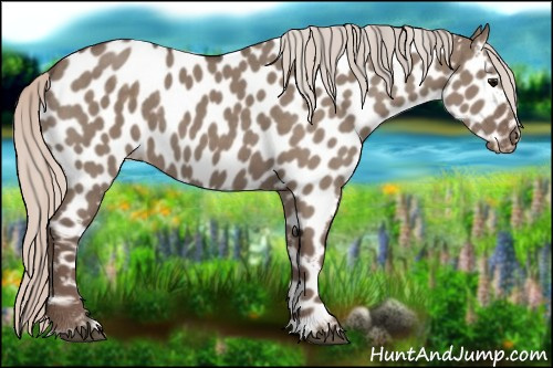Horse Color:Silver Grullo Appaloosa 