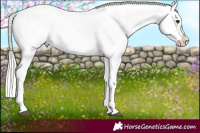 Horse Color:Silver Grullo Appaloosa 