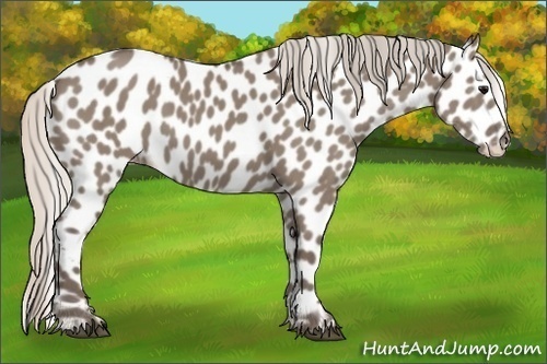 Horse Color:Silver Grullo Appaloosa 
