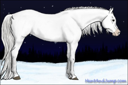 Horse Color:White Spotted Silver Grullo Appaloosa Brindle