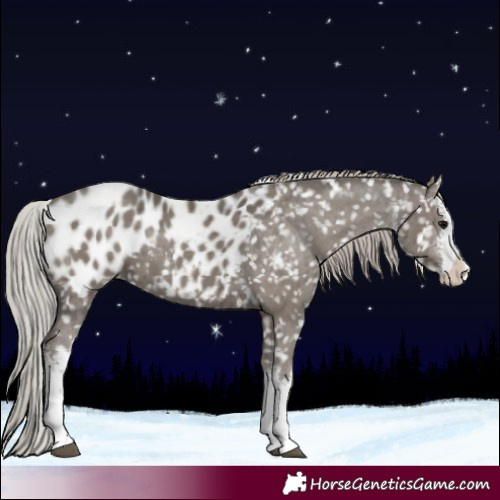 Horse Color:White Spotted Silver Grullo Blanket Brindle