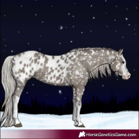 Horse Color:White Spotted Silver Grullo Blanket Brindle 