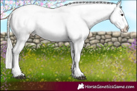 Horse Color:Silver Grullo Roan Near Leopard 