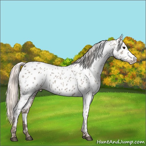 Horse Color:Silver Grullo Near Leopard Rabicano