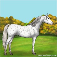 Horse Color:Silver Grullo Appaloosa Rabicano