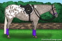 Horse Color:Silver Grullo Appaloosa 