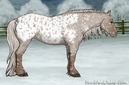 Horse Color:Silver Grullo Roan Appaloosa 