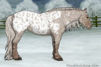Horse Color:Silver Grullo Roan Appaloosa 