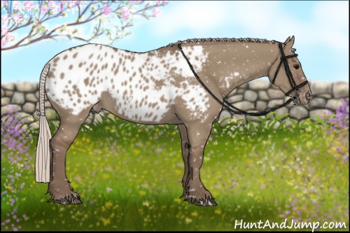 Horse Color:Silver Grullo Appaloosa